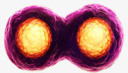 胚胎细胞早期胚胎成形高清图片