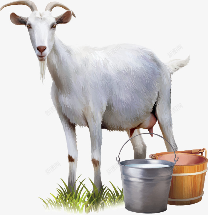 小羊png免抠素材_新图网 https://ixintu.com 可爱 哀伤 奶 小羊 小草 挤奶 木桶 羊奶 营养 铁桶