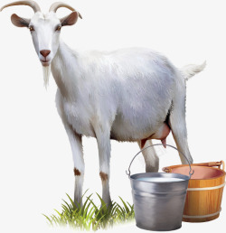 铁桶素材小羊高清图片