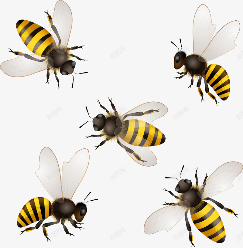 小蜜蜂png免抠素材_新图网 https://ixintu.com 动物 蜂类 蜂蜜 蜜蜂 采蜜 飞舞 黄色