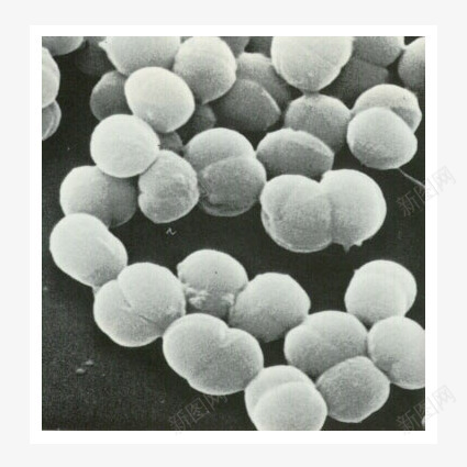 球菌png免抠素材_新图网 https://ixintu.com 微生物 显微镜下实物 球菌