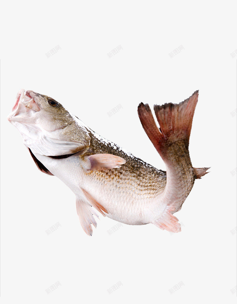跃起的鱼png免抠素材_新图网 https://ixintu.com 动物 水产 生食 生鲜 草鱼 跃出 跃起 跃起的鱼 食品 鱼 鱼类 鲤鱼