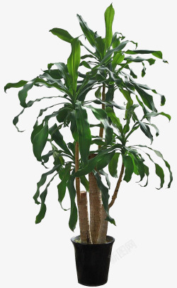 室外大型植物绿色也门铁高清图片