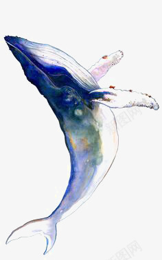 鲸鱼png免抠素材_新图网 https://ixintu.com 水彩鲸鱼 海洋 海洋动物 蓝色鲸鱼 鲸鱼插图