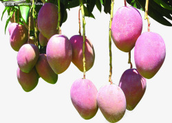 树上的芒果新鲜树上芒果生鲜高清图片