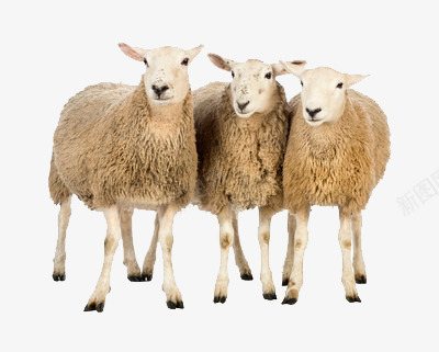 三只羊png免抠素材_新图网 https://ixintu.com 毛发 温软 羊毛