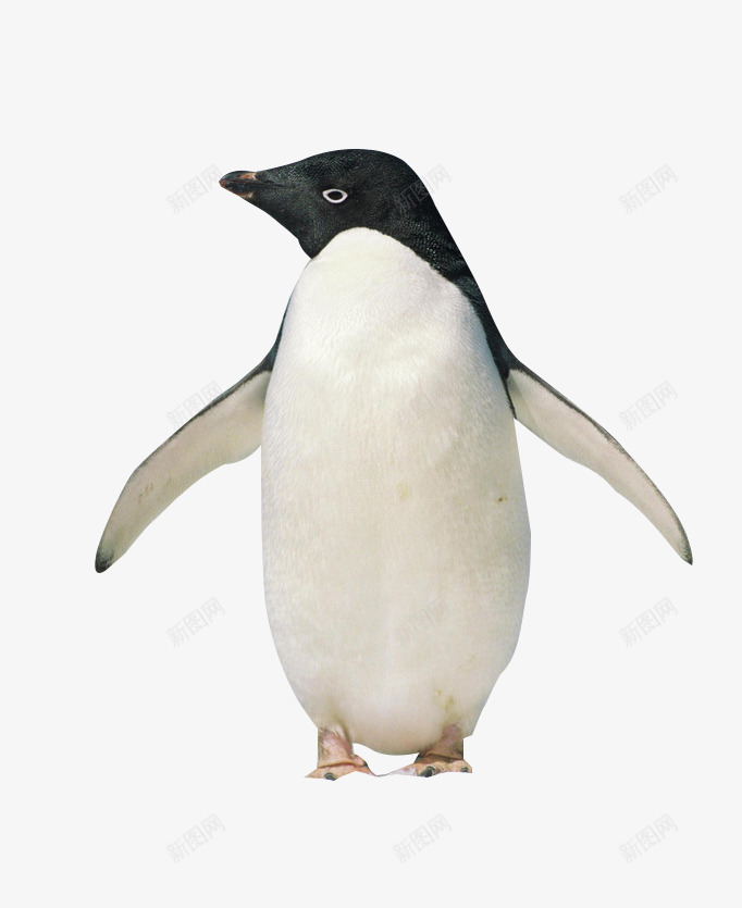 站立的企鹅png免抠素材_新图网 https://ixintu.com 动物 南极 寒冷 自然界