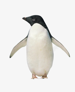 自然界站立的企鹅高清图片