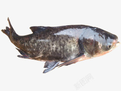 大头鱼鳙鱼胖头鱼水产大型鱼类高清图片
