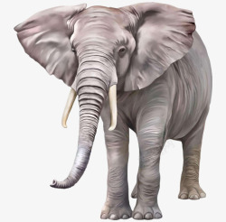 大象的侧面大象手绘大象卡通大象高清图片