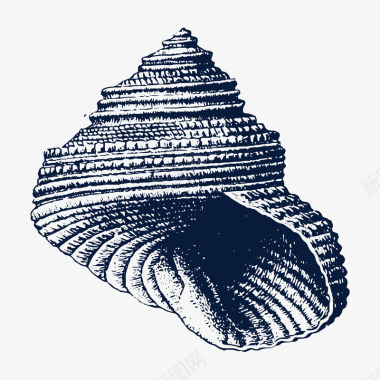 手绘海螺田螺贝壳图标图标