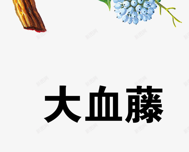 大血藤psd免抠素材_新图网 https://ixintu.com 中药 医疗保健 本草纲木 百草 草药 药材