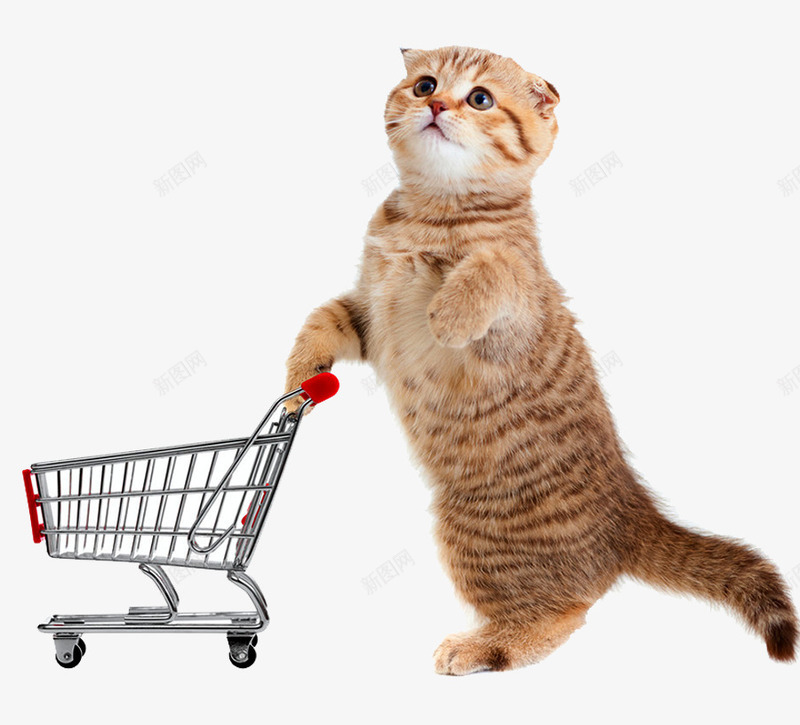 小猫购物车png免抠素材_新图网 https://ixintu.com 买东西 动物 卖萌小猫 可爱 推购物车 购物车空
