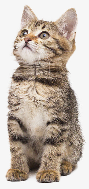 实物可爱的小花猫png免抠素材_新图网 https://ixintu.com ppt猫 动物 动物拍摄 包装设计 可爱 可爱小猫 宠物 海报设计 灰色小猫 猫 猫咪 萌 野猫