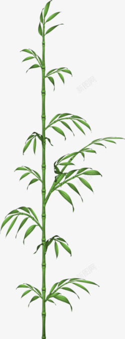 实用植物一棵竹子高清图片