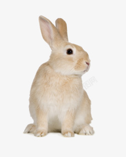 野兔兔子高清图片