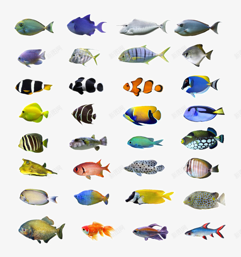 热带鱼png免抠素材_新图网 https://ixintu.com 小鱼 彩色的海洋鱼类图片 彩色鱼 海洋生物 漂亮的鱼 热带鱼 鱼儿 鱼类