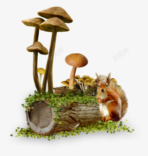 蘑菇和小松鼠png免抠素材_新图网 https://ixintu.com 松鼠 森林 植物 蘑菇