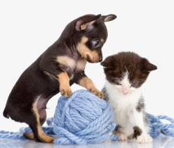 彩色胶带摄影图片玩线球的小狗和小猫高清图片