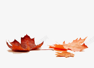 秋季黄色干枯的树叶png免抠素材_新图网 https://ixintu.com 干枯 干枯的 树叶 秋季 黄色