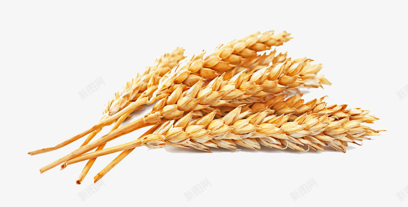 金色的麦子png免抠素材_新图网 https://ixintu.com 小麦 粮食 金色的麦子 餐饮 麦子 麦穗