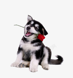狗笑嘴里含着玫瑰的哈士奇高清图片