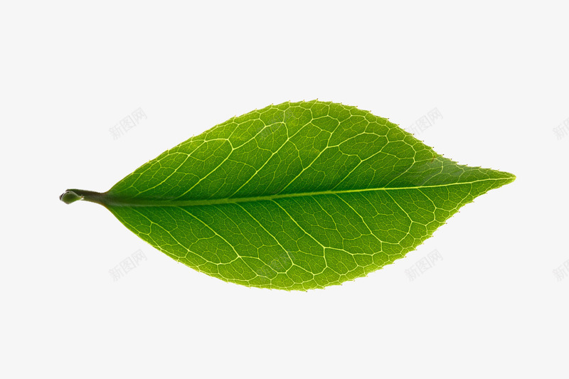 һƬҶ