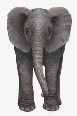 灰色的封面动物大象高清图片