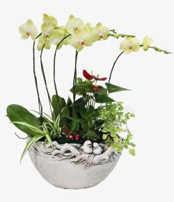 白色的蘑菇蝴蝶兰红掌组合盆栽高清图片