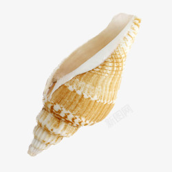 金色空贝壳金色小海螺高清图片