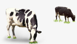 实物仙人草在吃草的奶牛高清图片