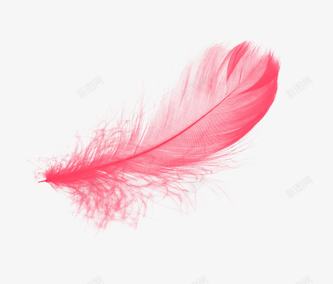 粉色羽毛png免抠素材_新图网 https://ixintu.com 简易羽毛 粉色的羽毛 羽毛 装饰素材 飘逸的羽毛