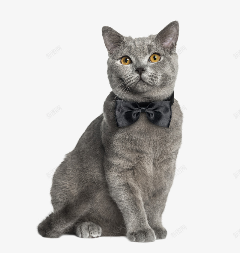 实物一只灰色的带蝴蝶结的猫png免抠素材_新图网 https://ixintu.com 产品实物 养猫 动物 可爱 宠物 带蝴蝶结的猫 摄影 灰色