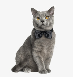 动物摄影佳作实物一只灰色的带蝴蝶结的猫高清图片