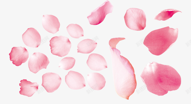 粉色玫瑰花瓣装饰png免抠素材_新图网 https://ixintu.com 玫瑰 粉色 花瓣 装饰