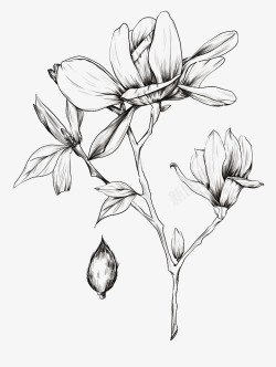 热带花朵手绘药草线稿13高清图片
