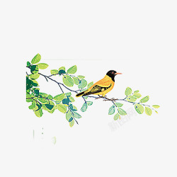 黄小鸟春天树枝麻雀高清图片