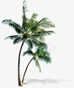 海边椰子树矢量椰子树沙滩海边高清图片