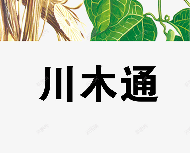 川木通png免抠素材_新图网 https://ixintu.com 中药 医疗保健 本草纲木 百草 草药 药材