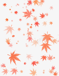 秋天枫树林枫叶高清图片