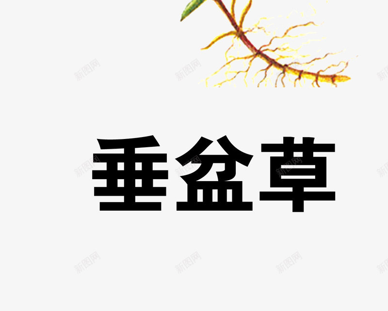 垂盆草png免抠素材_新图网 https://ixintu.com 中药 医疗保健 本草纲木 百草 草药 药材