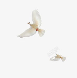 和平节设计两只飞行的鸽子高清图片