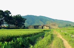绿色房子树草蓝天白云山脚下的村庄高清图片
