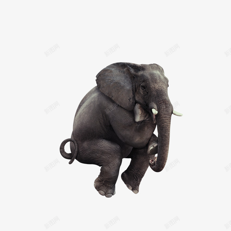 大象png免抠素材_新图网 https://ixintu.com 亚洲象 坐着的大象 大象