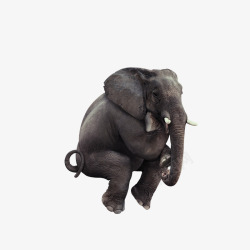 亚洲象素材大象高清图片