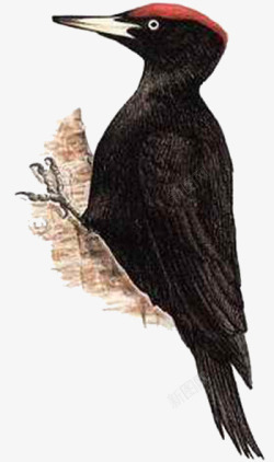 森林医生黑色啄木鸟高清图片