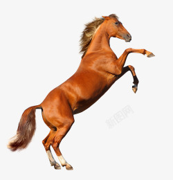 马的尾巴实物奔腾的马高清图片