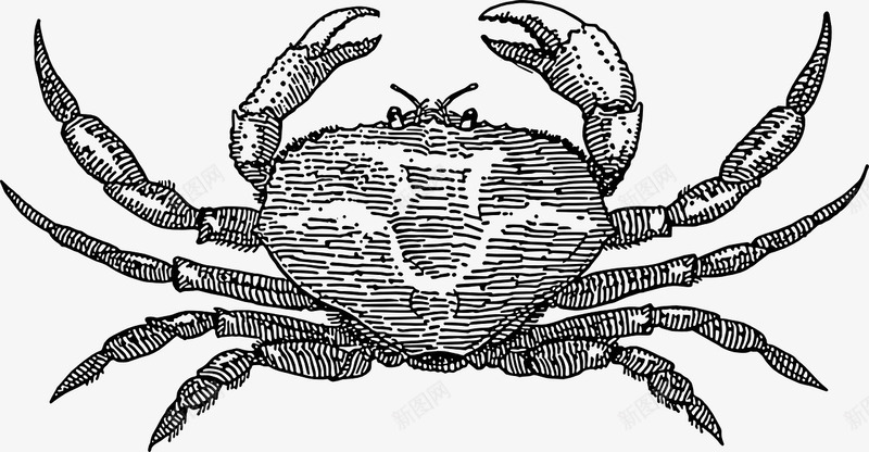 素描螃蟹手绘简图png免抠素材_新图网 https://ixintu.com 大海 好吃的 沙滩 海鲜 美味的 螃蟹 螃蟹钳