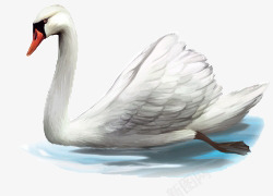 水里游的天鹅卡通手绘水里游的天鹅高清图片