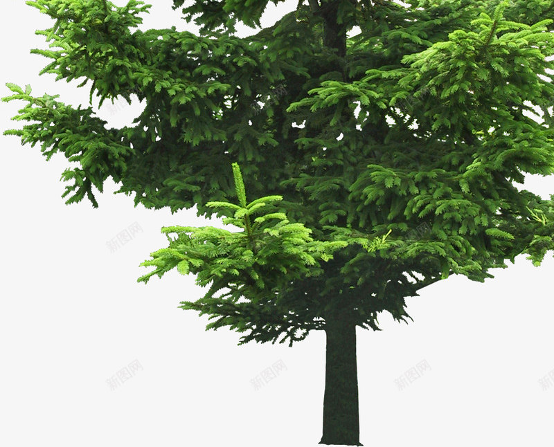 树木绿色松树常青树png免抠素材_新图网 https://ixintu.com 常青树 松树 树木 绿色